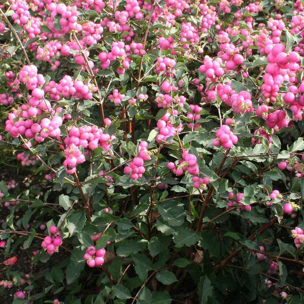 Snowberry 'Sweet Sensation'