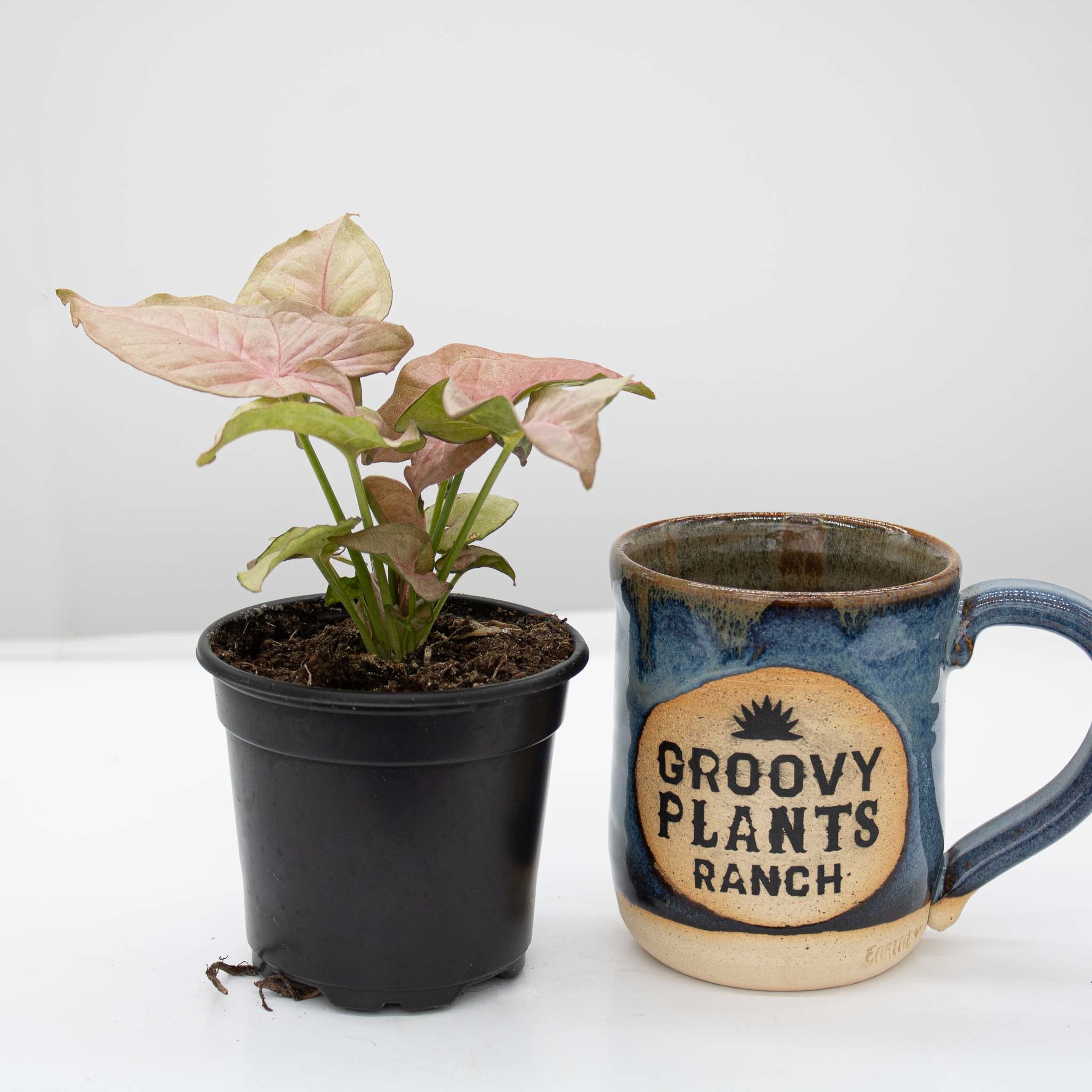 Arrowhead Vine | Syngonium podophyllum 'Neon Robusta'