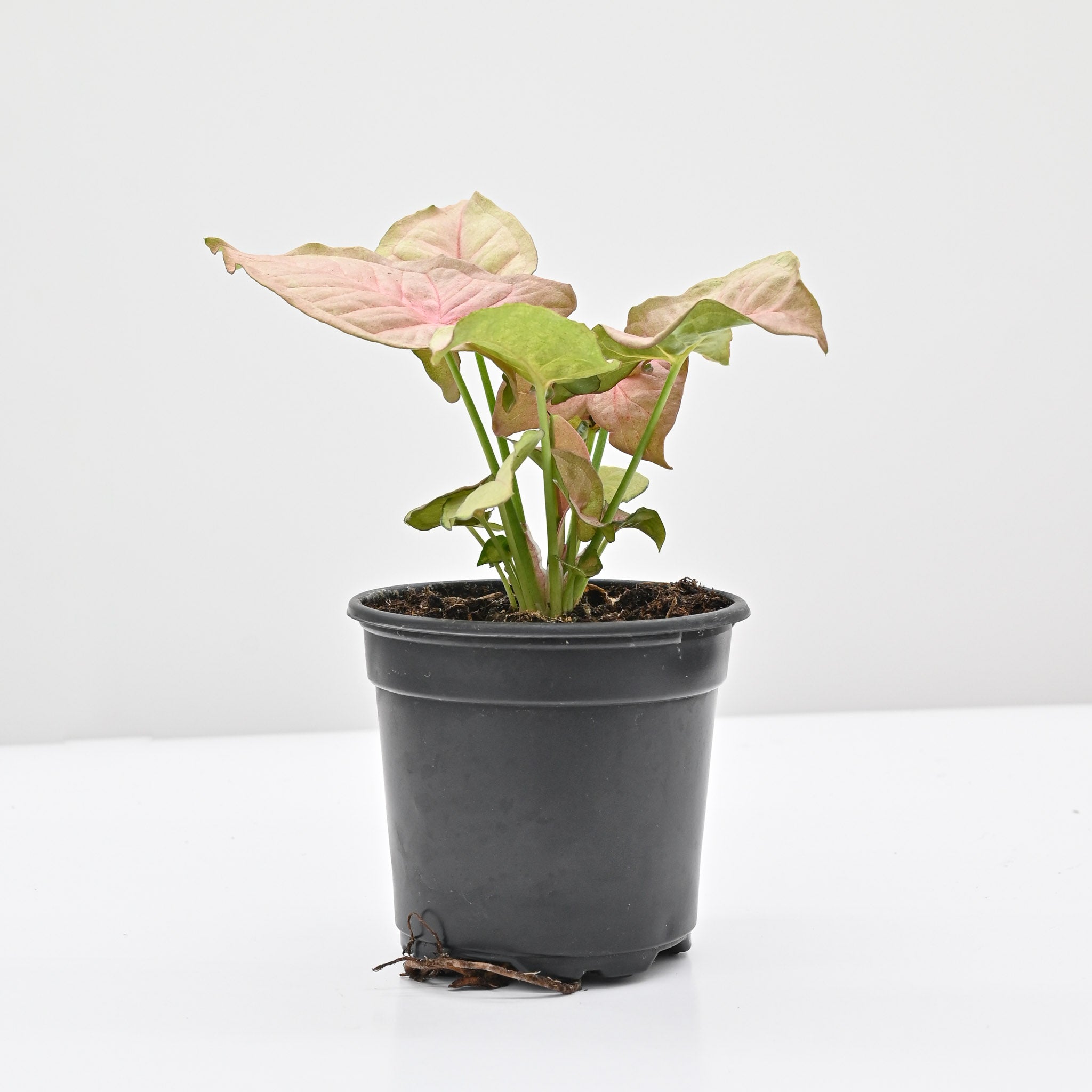 Arrowhead Vine | Syngonium podophyllum 'Neon Robusta'