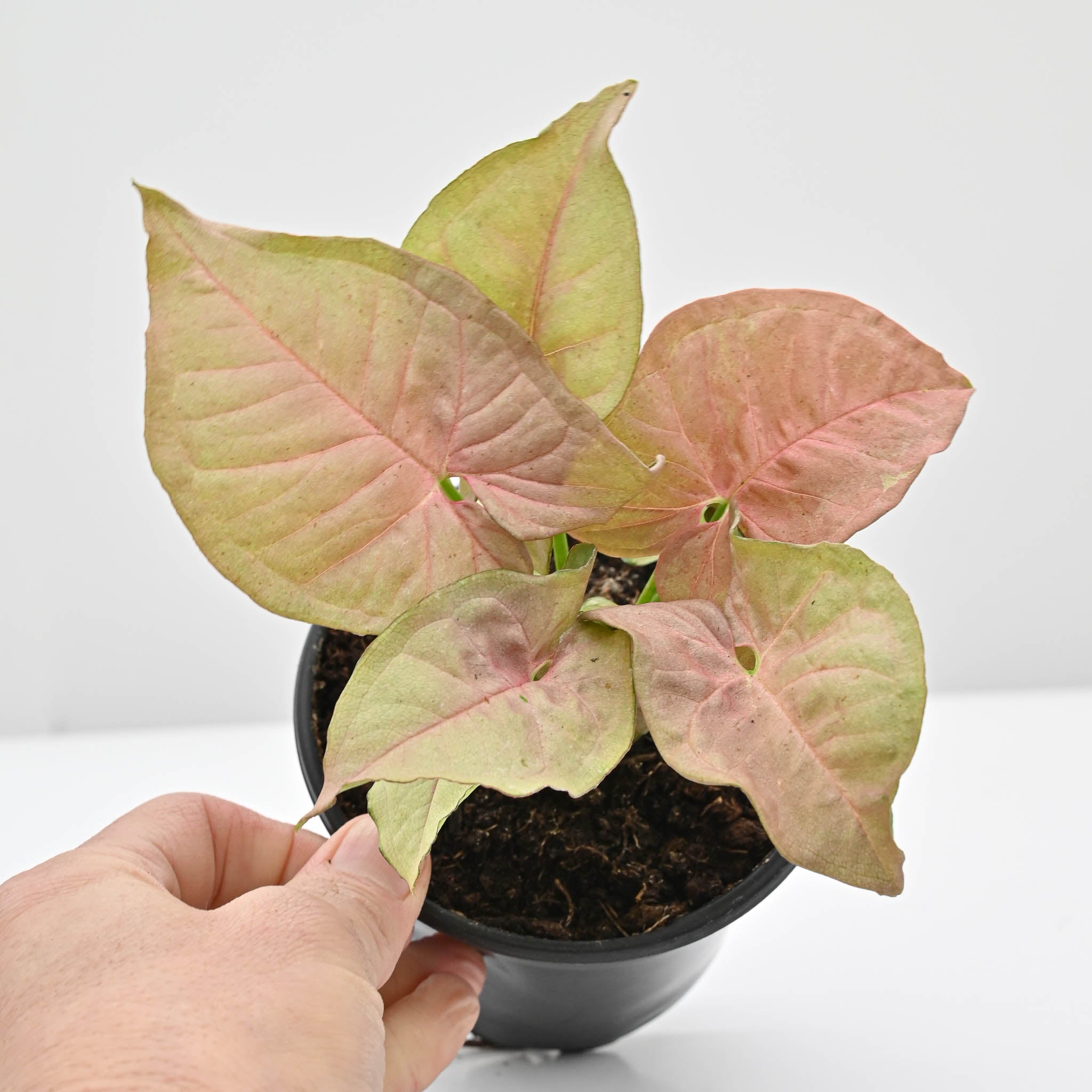 Arrowhead Vine | Syngonium podophyllum 'Neon Robusta'