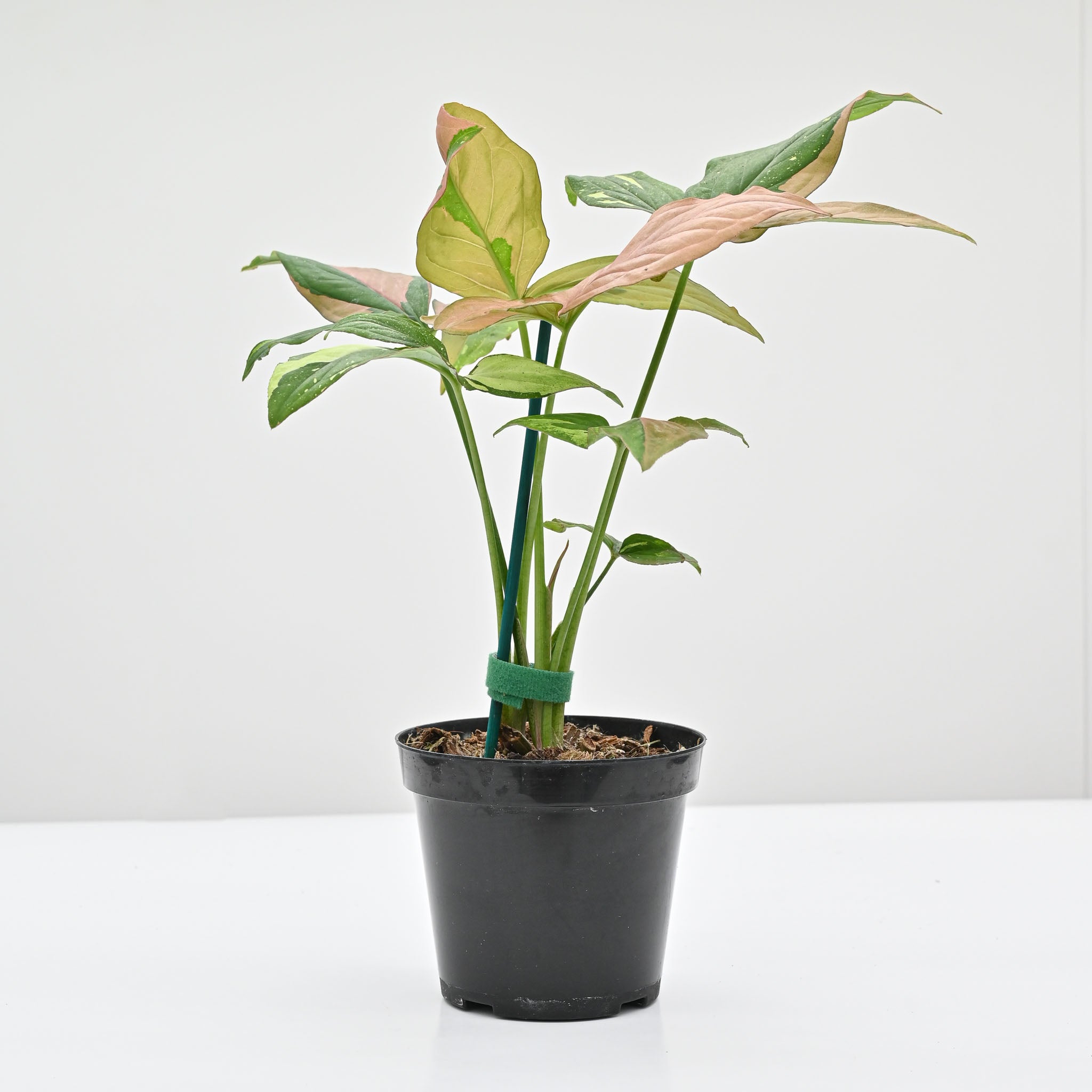 Syngonium Podophyllum 'Tricolor'