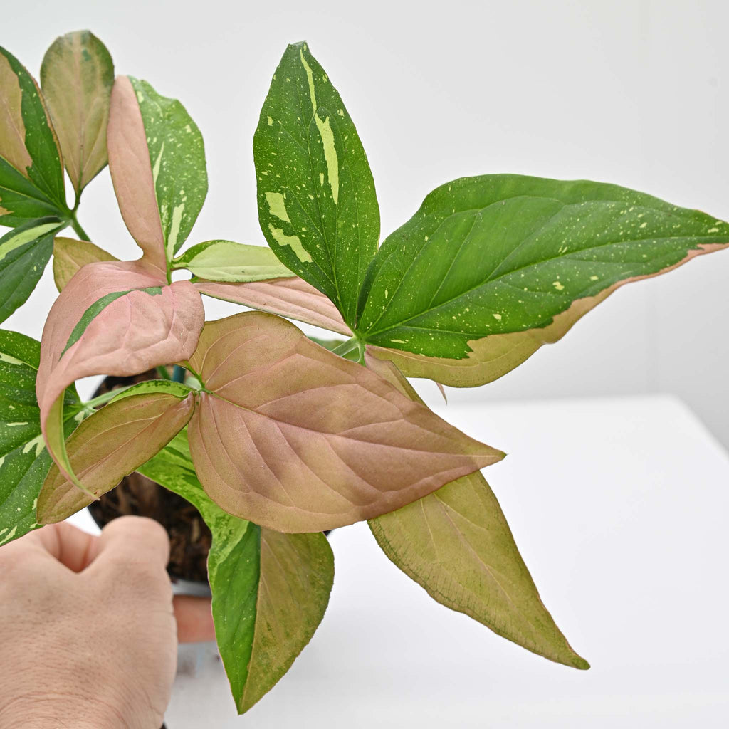 Syngonium Podophyllum 'Tricolor'