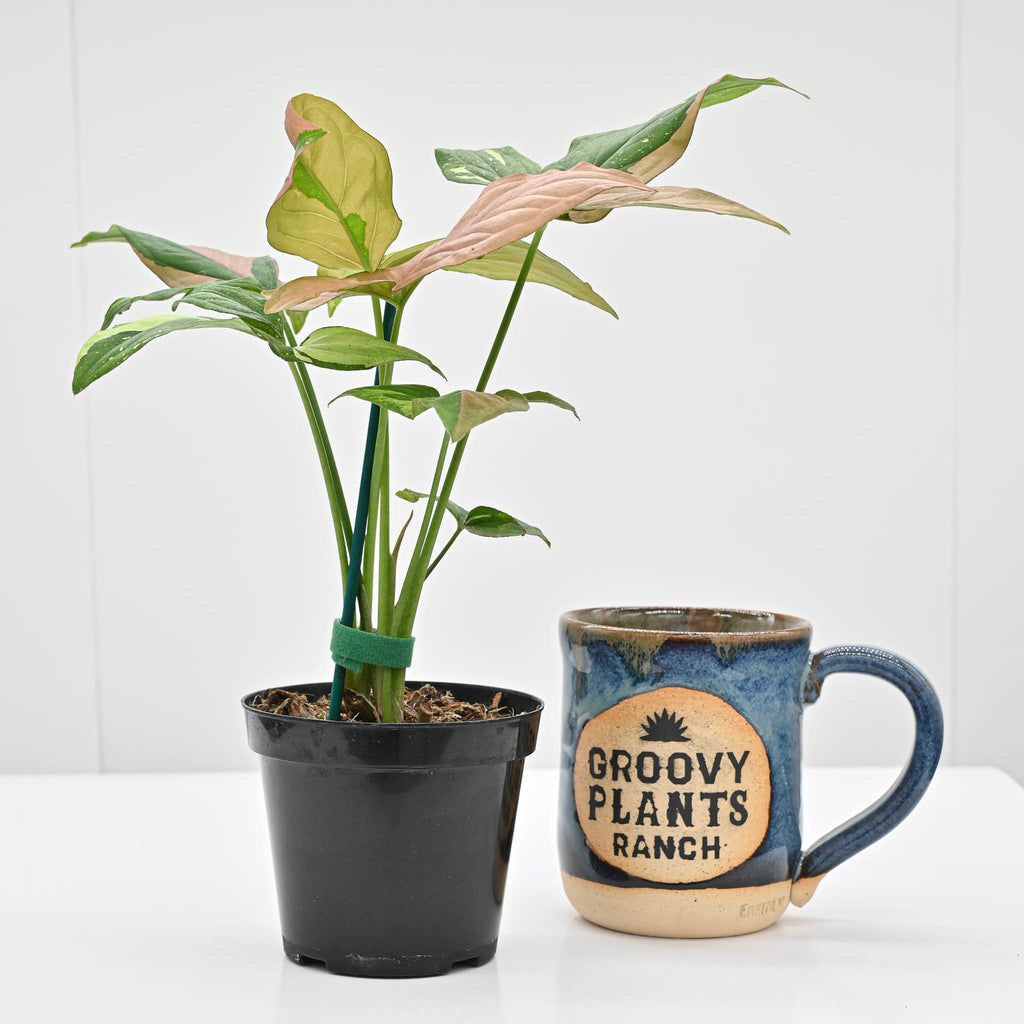 Syngonium Podophyllum 'Tricolor'