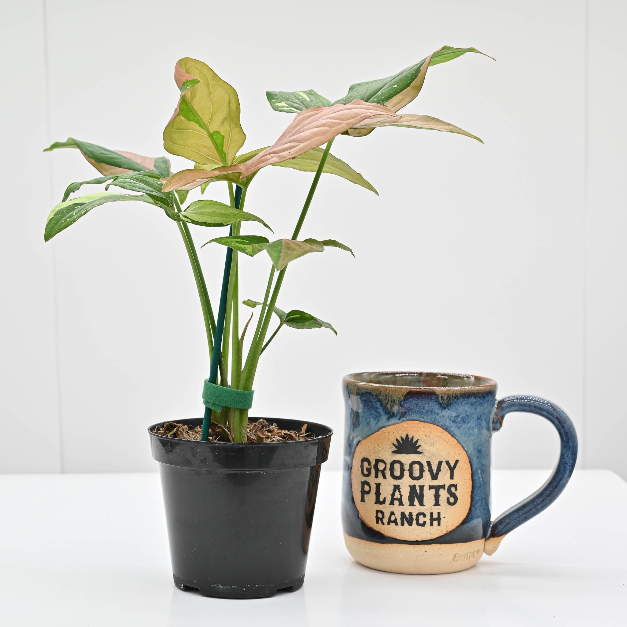 Syngonium Podophyllum 'Tricolor'