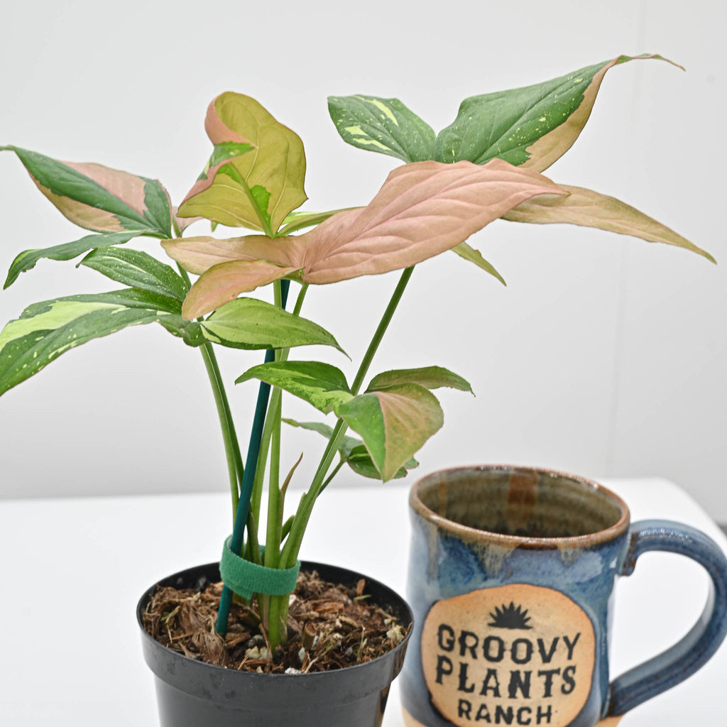 Syngonium Podophyllum 'Tricolor'