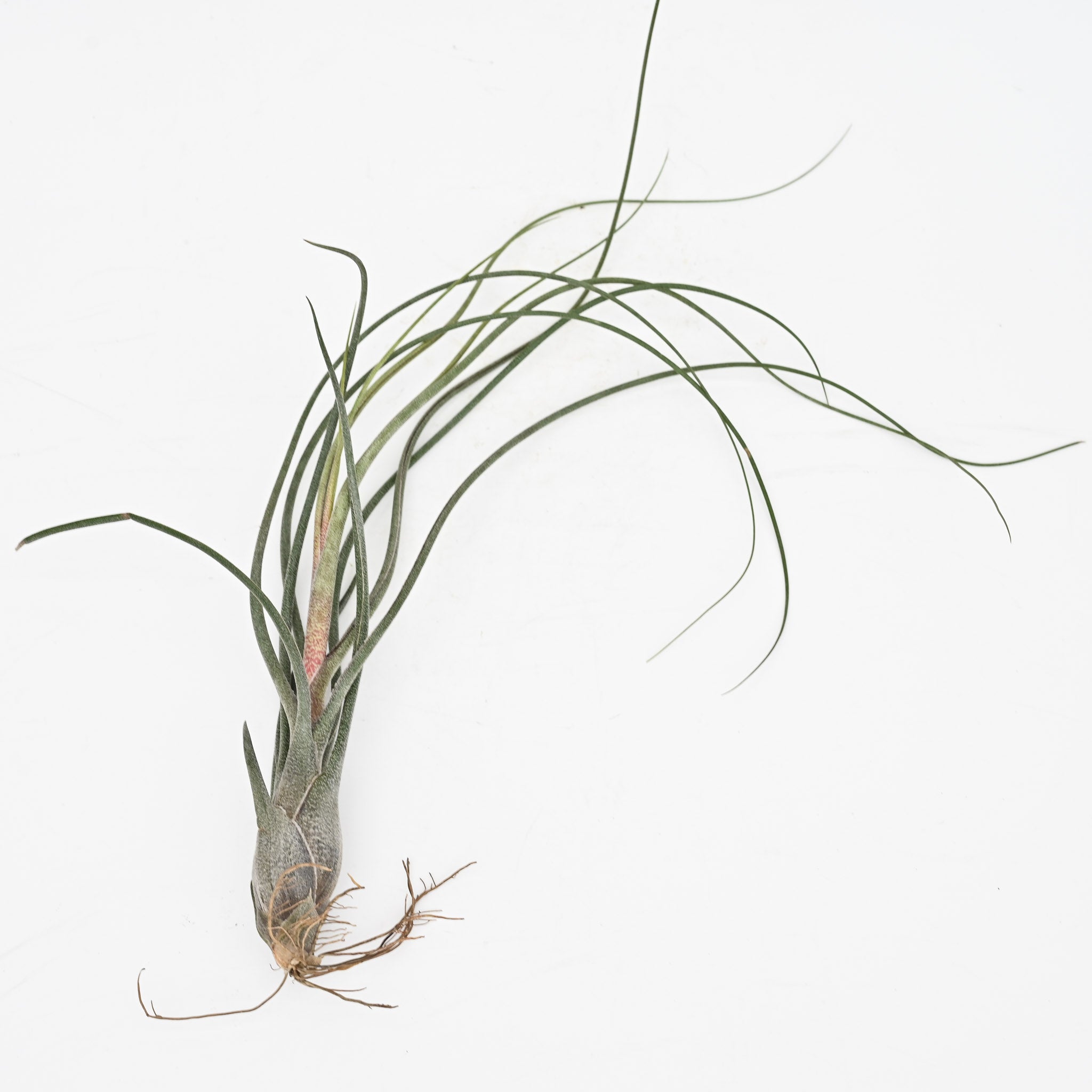 air plant butzii Tillandsia Butzii X Seleriana 10-12" – The Groovy Plants Ranch LLC