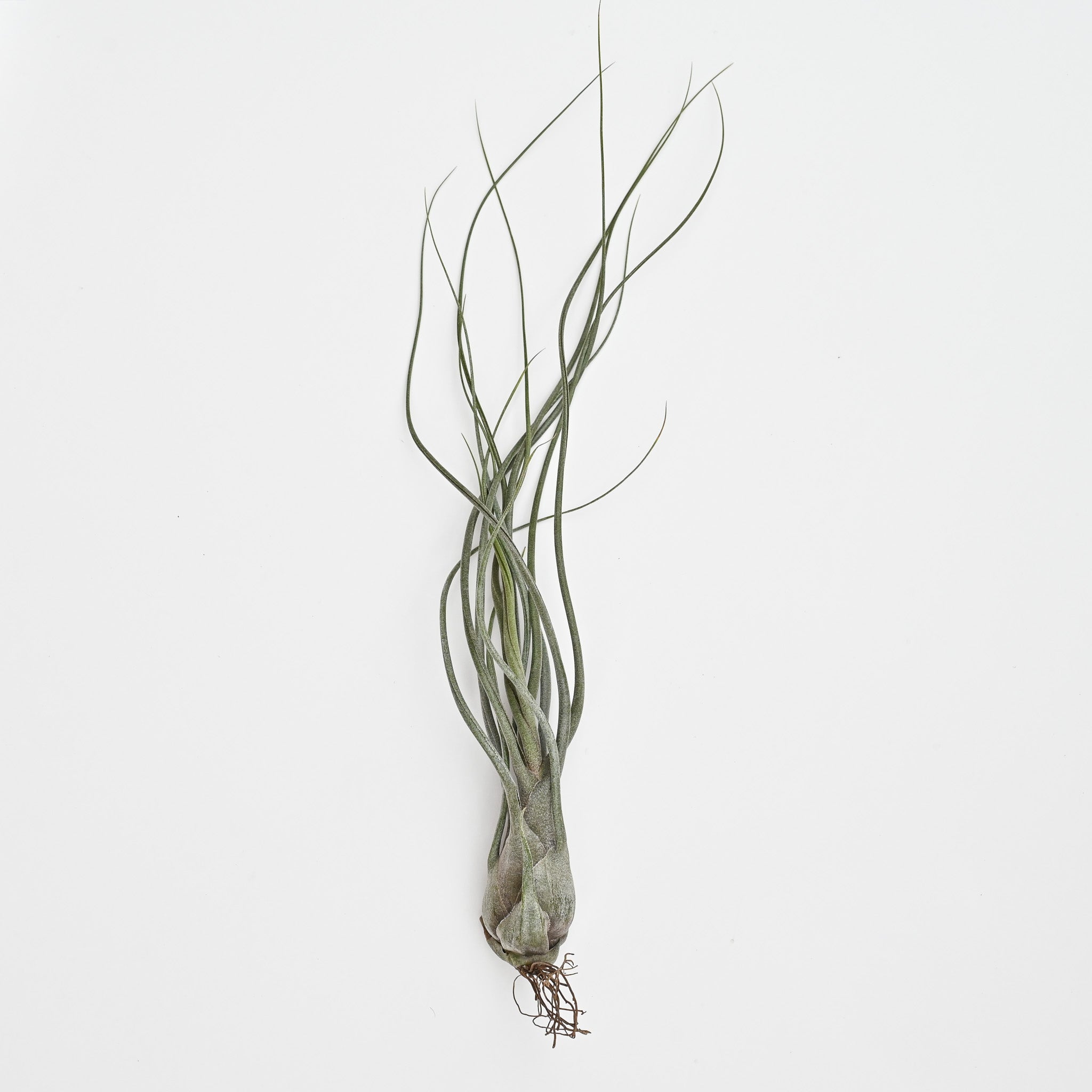 Tillandsia Butzii X Seleriana 10-12"