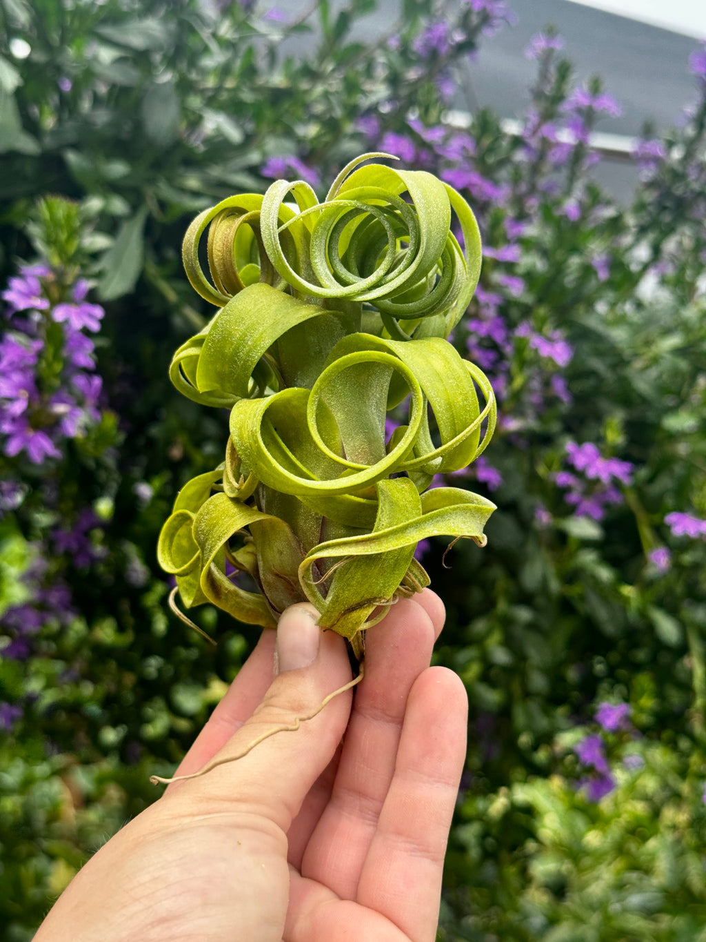 Tillandsia Curly Slim