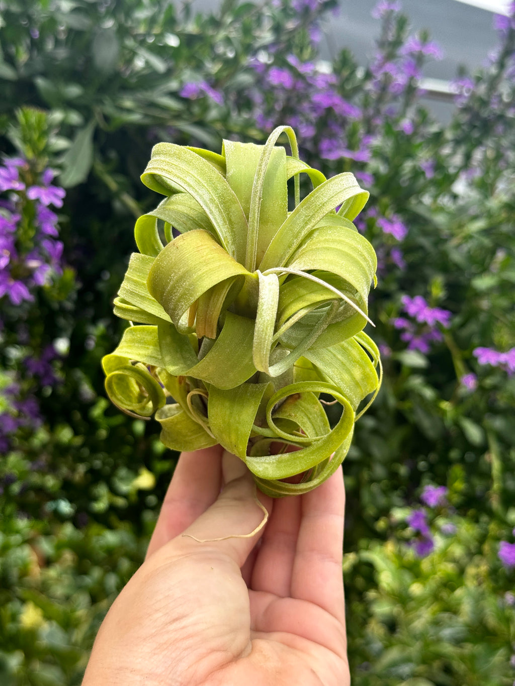 Tillandsia Curly Slim
