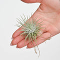 Trio of Tillandsia Fuschii