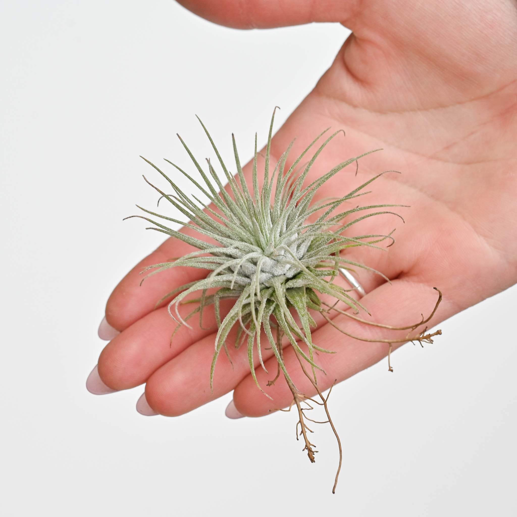 Trio of Tillandsia Fuschii