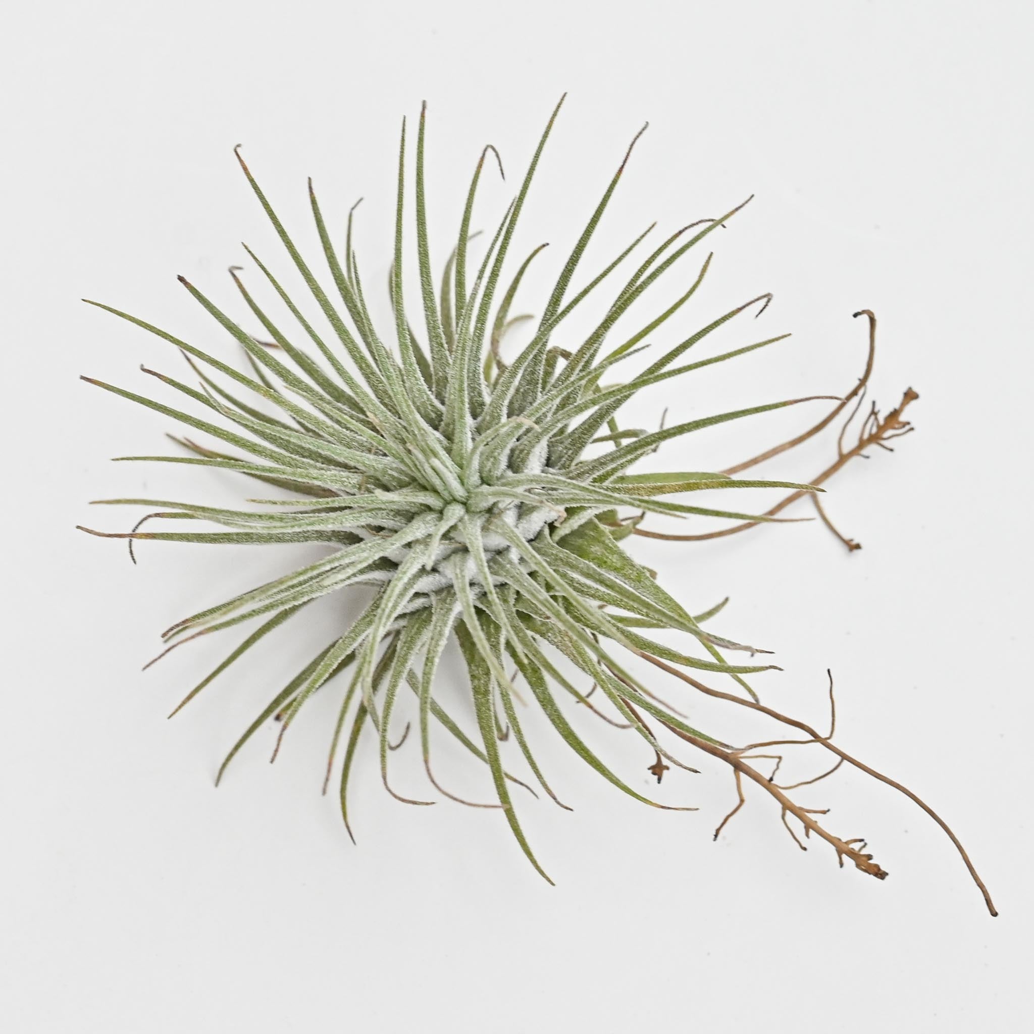 Trio of Tillandsia Fuschii