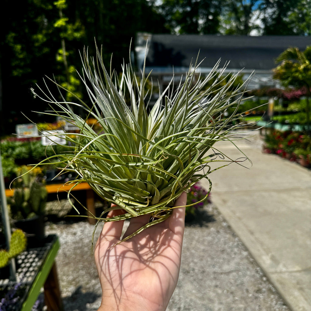 Tillandsia Houston
