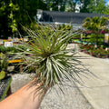 Tillandsia Houston