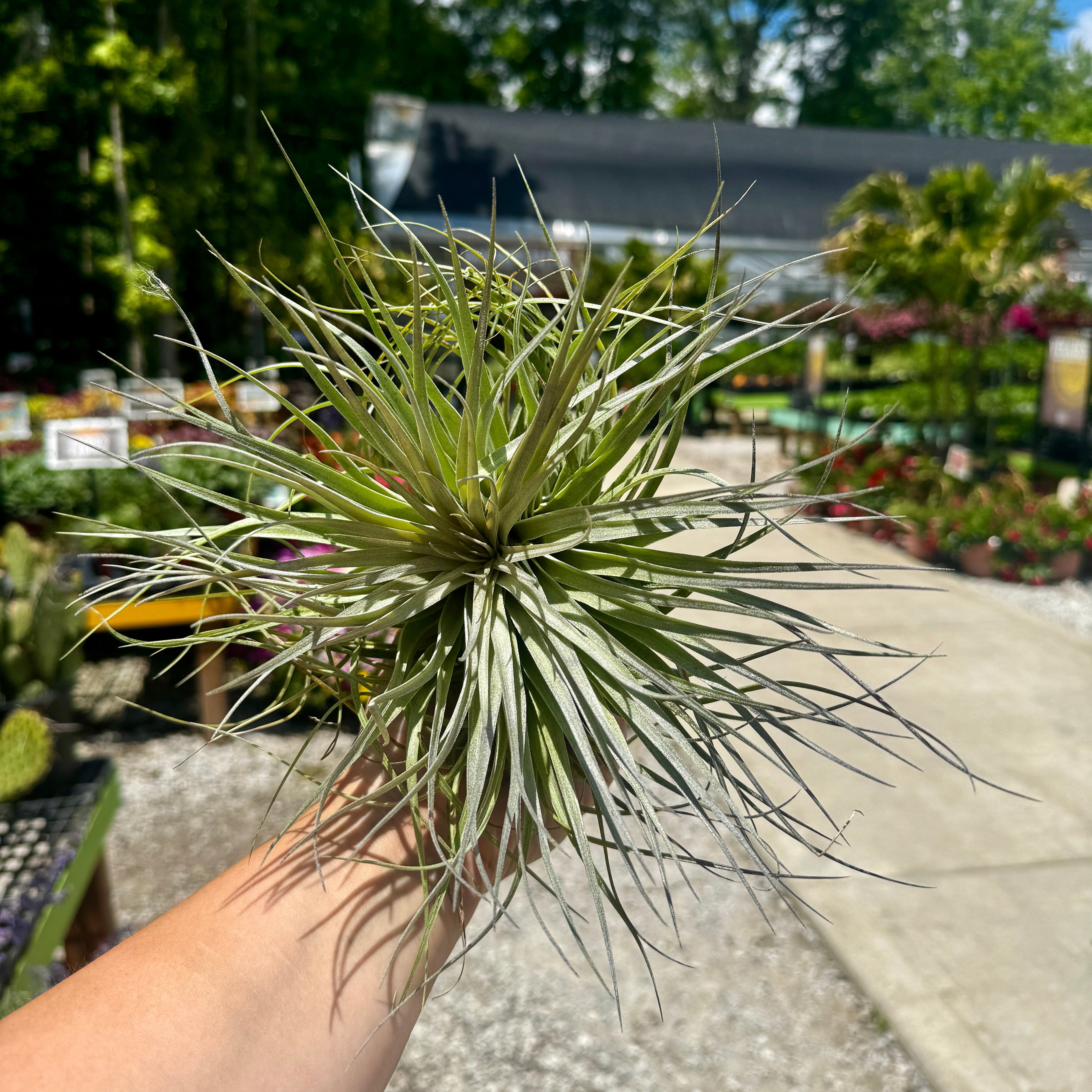 Tillandsia Houston