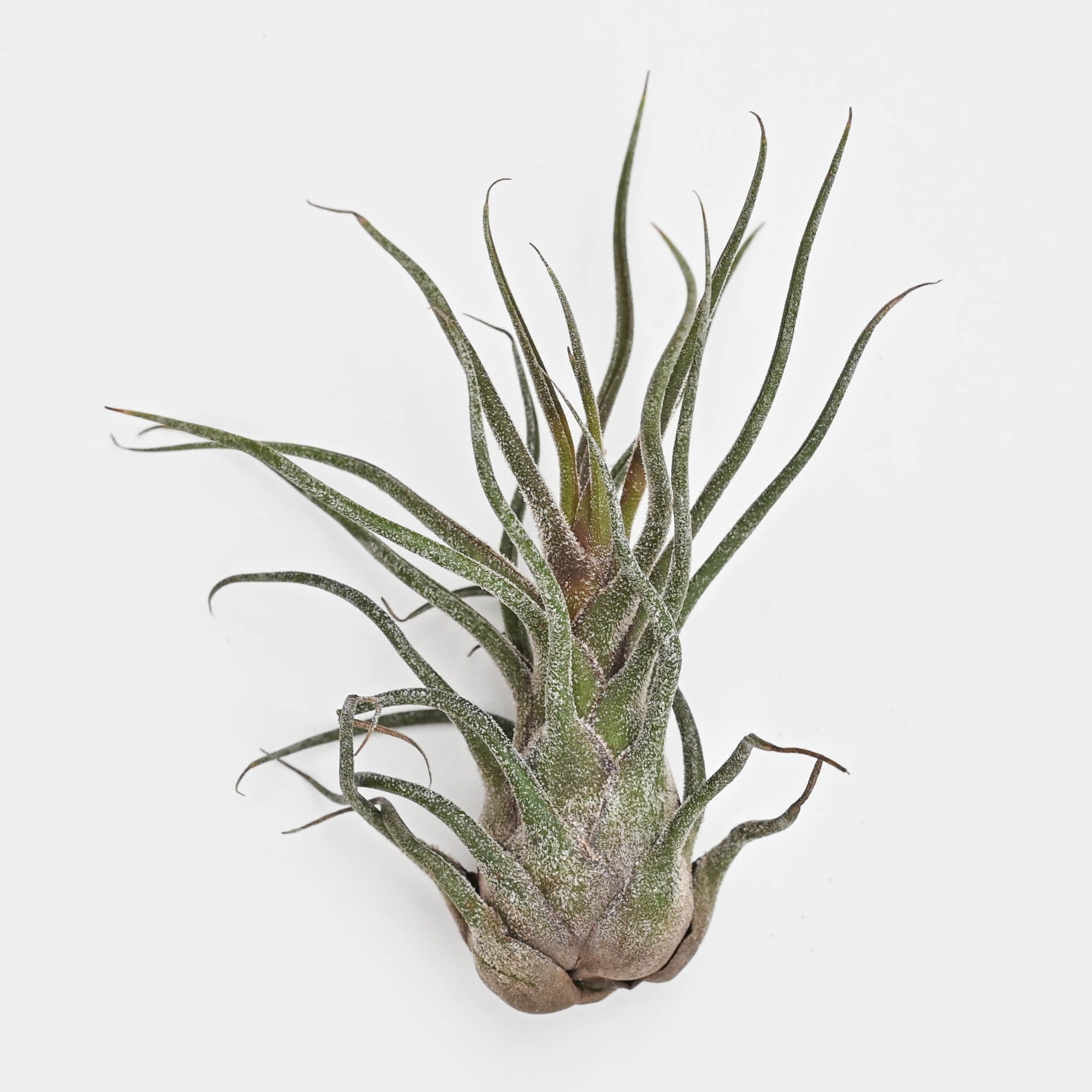 Trio of Tillandsia Pruinosa Guatemala LG