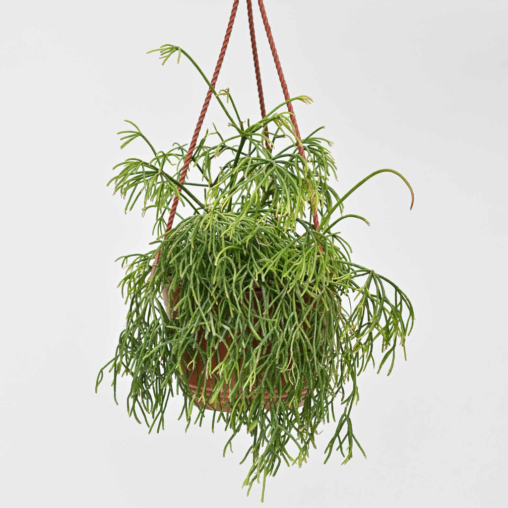 The “Toupee” Cactus | Rhipsalis burchellii