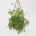 The “Toupee” Cactus | Rhipsalis burchellii