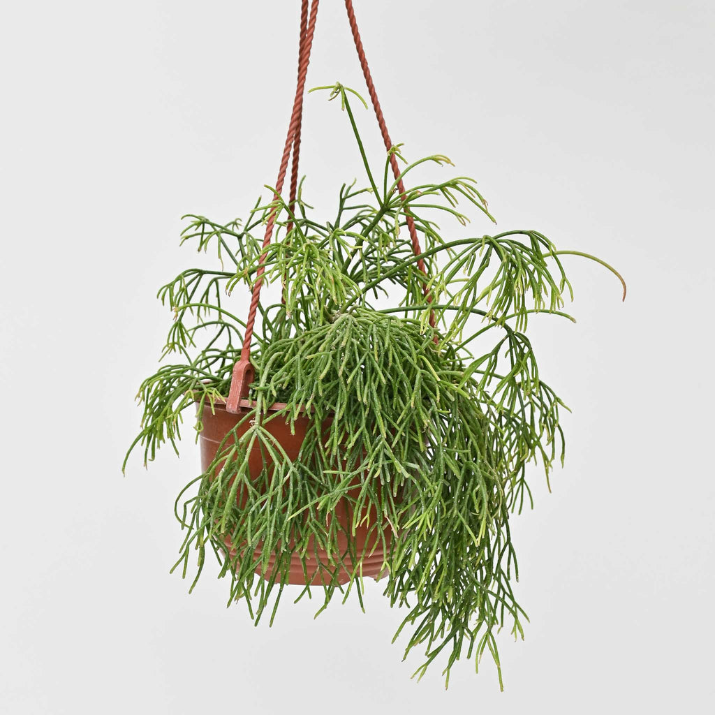 The “Toupee” Cactus | Rhipsalis burchellii