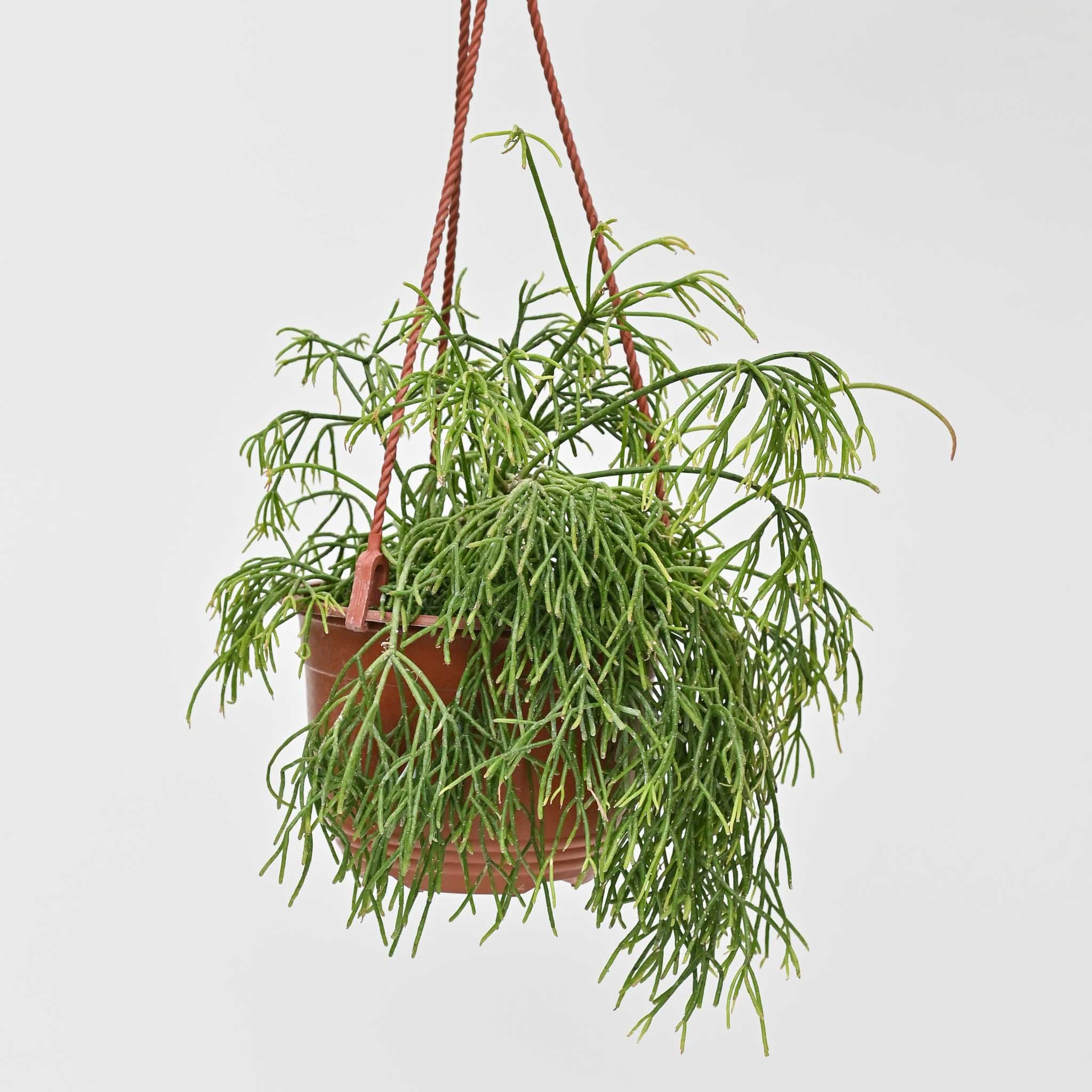 The “Toupee” Cactus | Rhipsalis burchellii