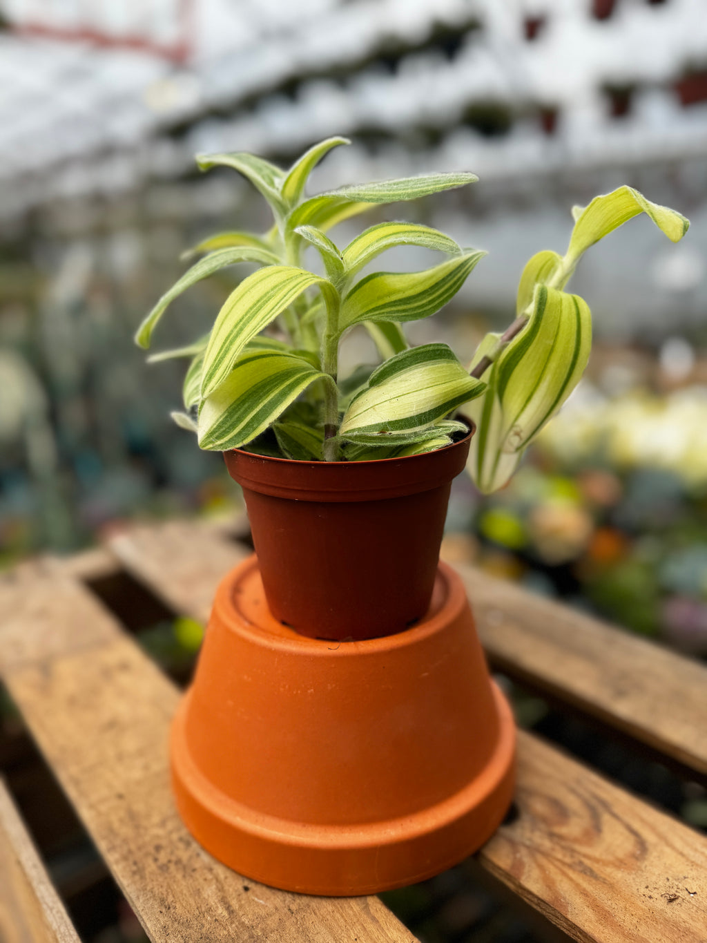 4" Tradescantia Sillamontana Variegated | Wandering Dude