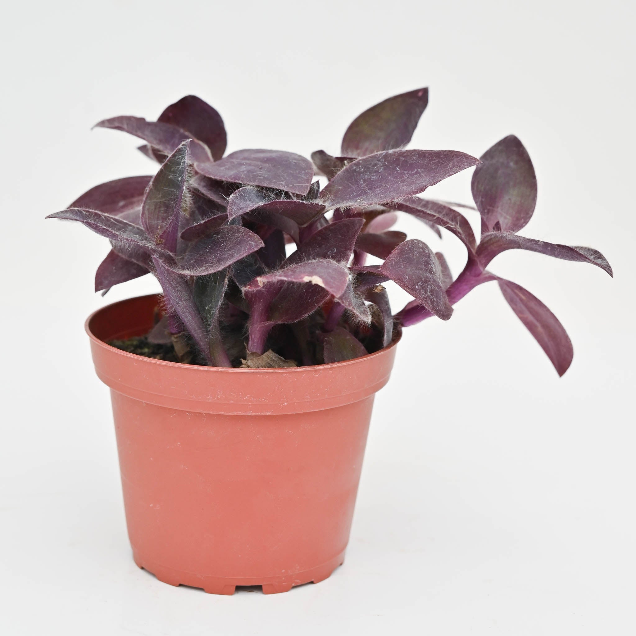 Wandering Dude | Tradescantia 'Purple Queen'