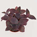 Wandering Dude | Tradescantia 'Purple Queen'