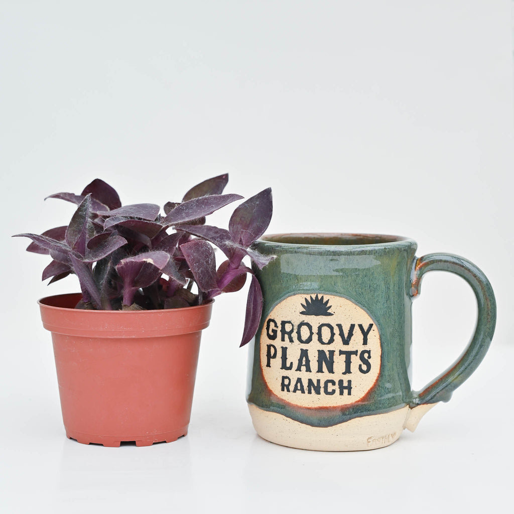 Wandering Dude | Tradescantia 'Purple Queen'