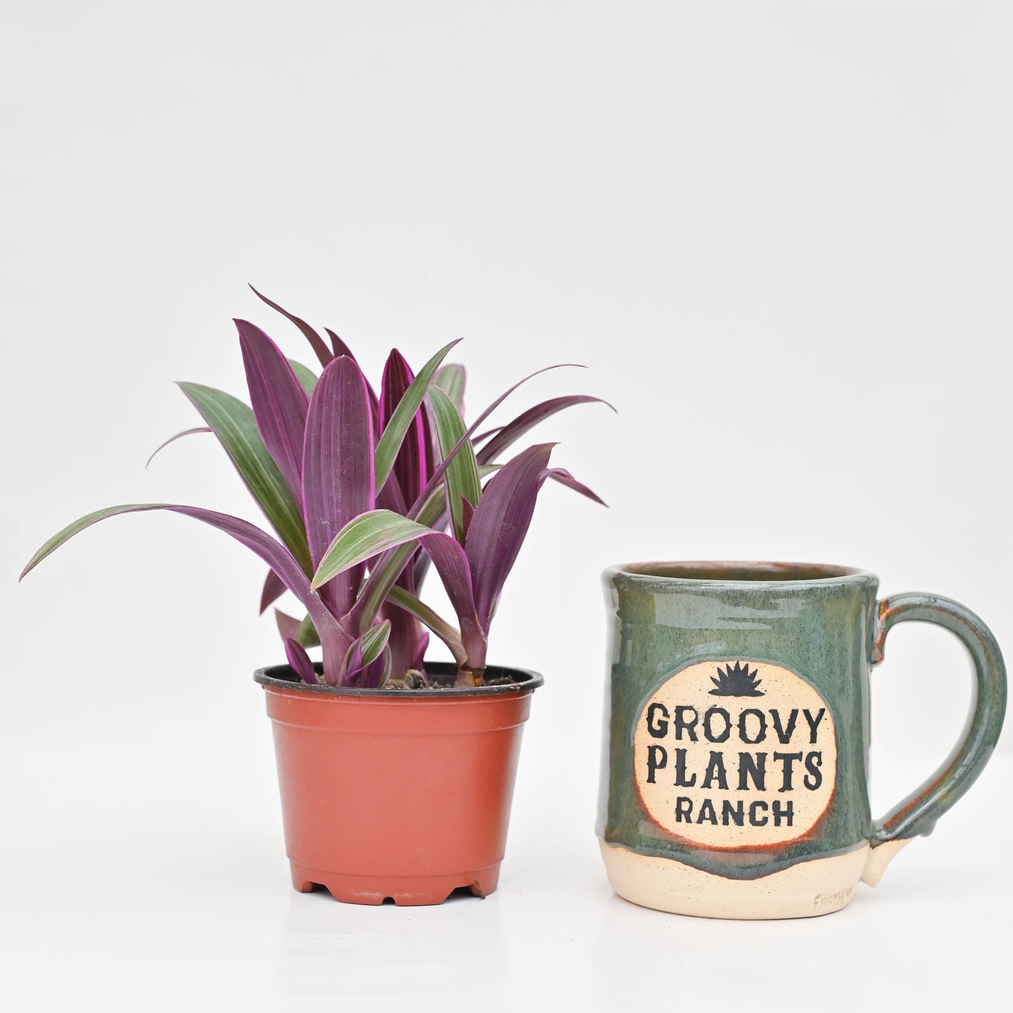 Oyster Plant | Tradescantia Rhoeo 'Tricolor'