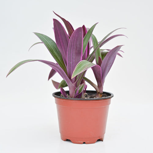 rhoeo indoor plant Oyster Plant