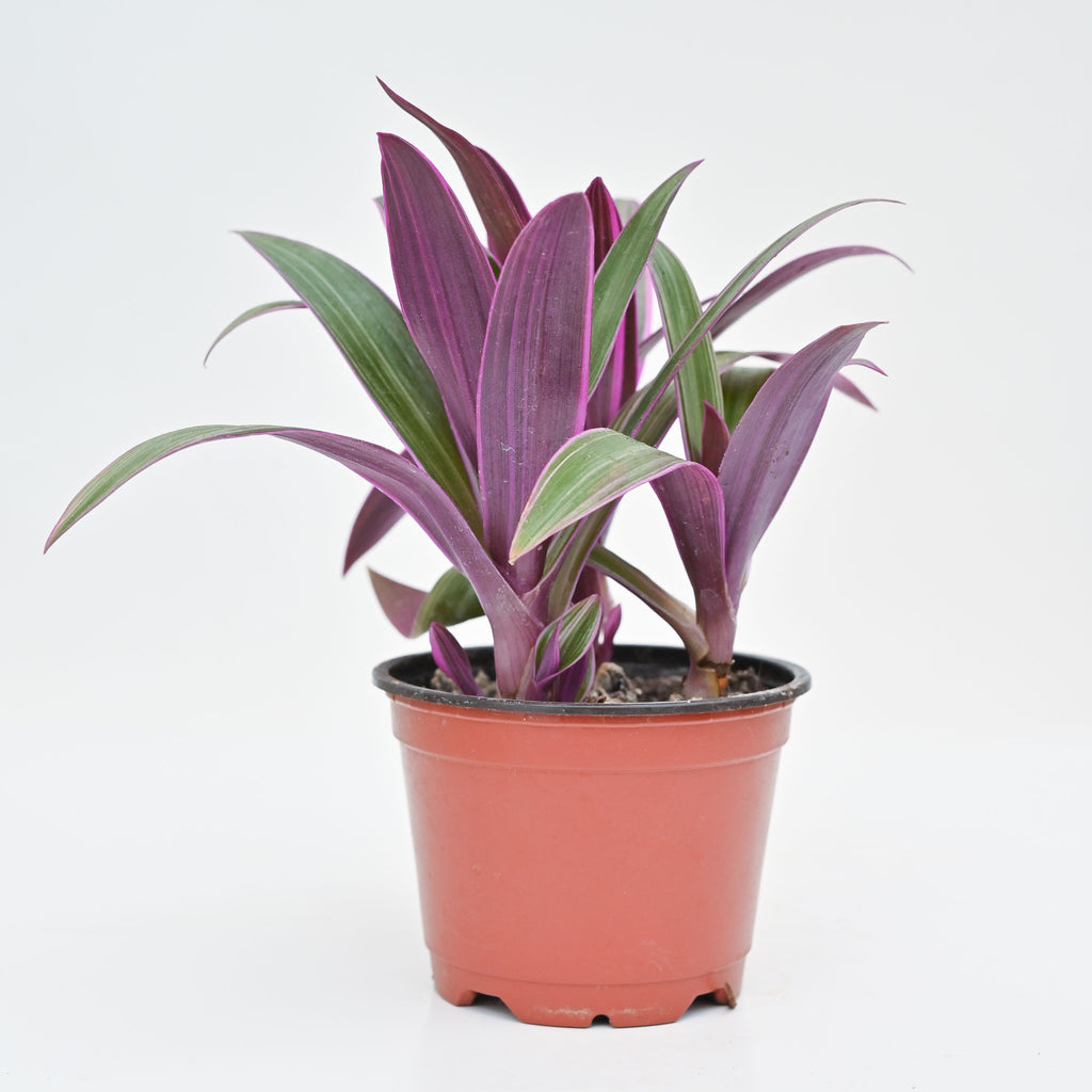 Oyster Plant | Tradescantia Rhoeo 'Tricolor'