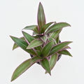 Oyster Plant | Tradescantia Rhoeo 'Tricolor'