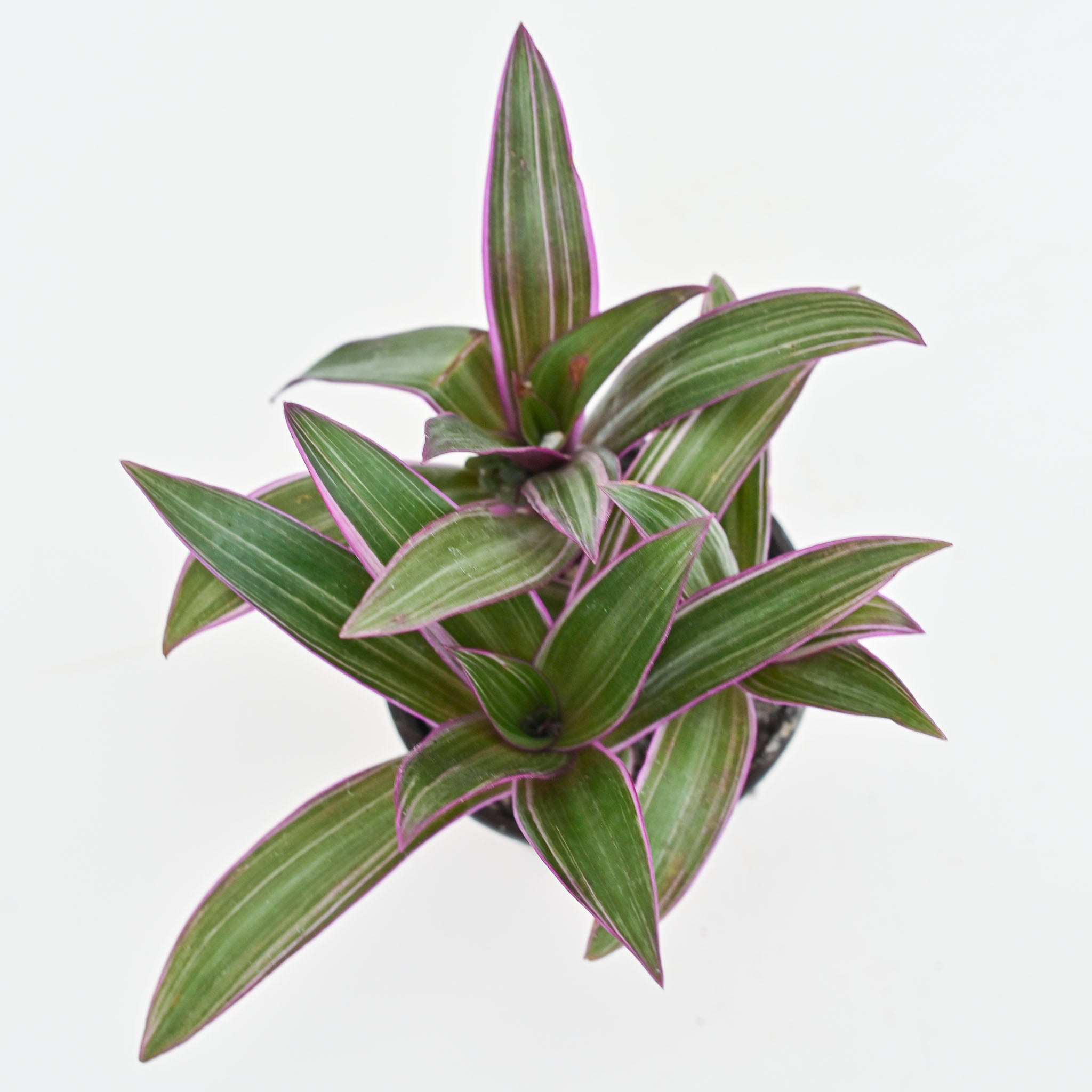 Oyster Plant | Tradescantia Rhoeo 'Tricolor'