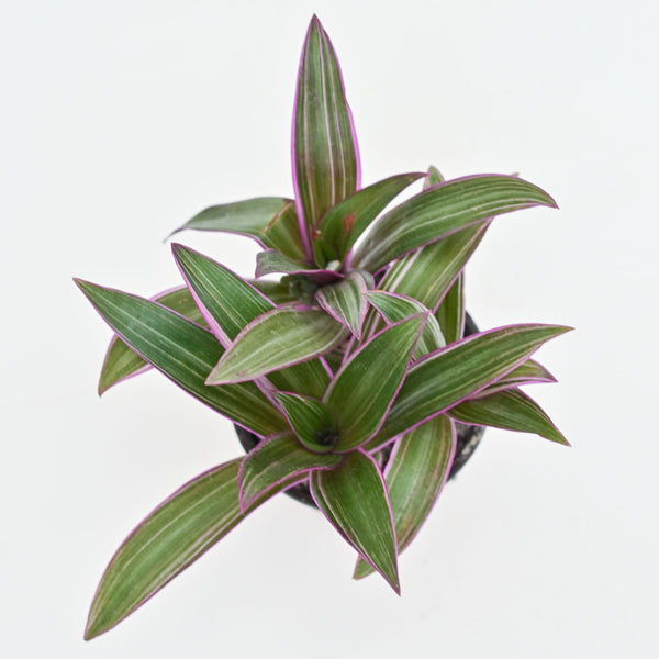 Oyster Plant | Tradescantia Rhoeo 'Tricolor' – The Groovy Plants