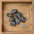 Tumbled Turritella (1 Stone)
