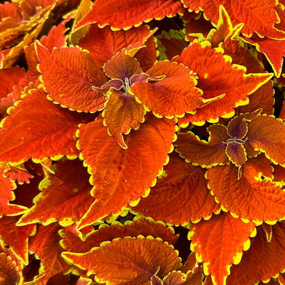 Coleus Talavera Sienna ~ Trio of 3 Hefty Plants