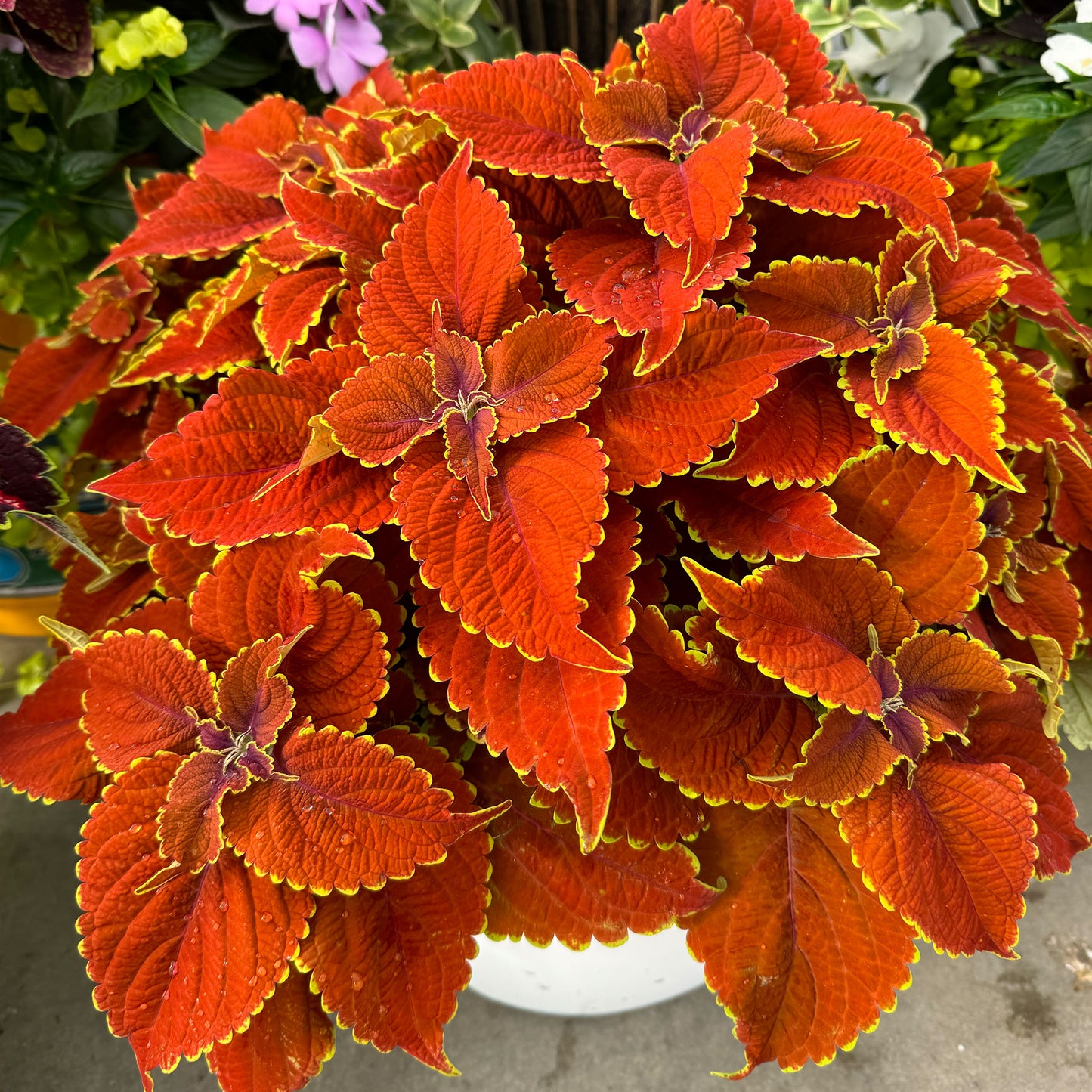 Coleus Talavera Sienna ~ Trio of 3 Hefty Plants