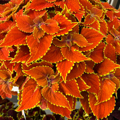 Coleus Talavera Sienna ~ Trio of 3 Hefty Plants