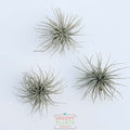 Trio of Tillandsia Tectorum 1-3"