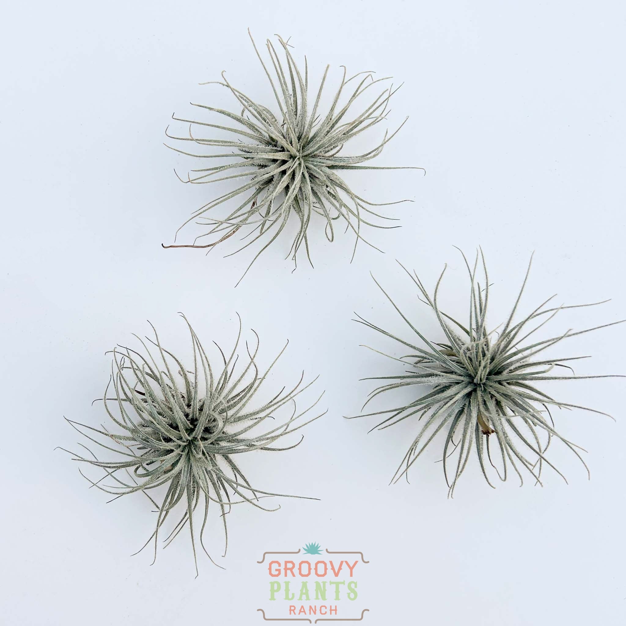 Trio of Tillandsia Tectorum 1-3"
