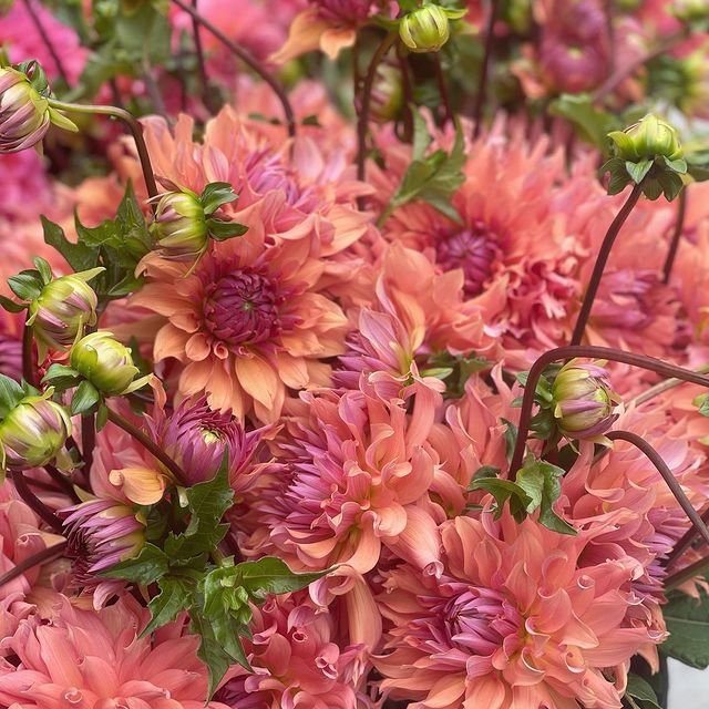 'Terracotta' Dahlia ~ 3 Tubers