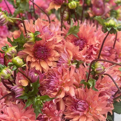 'Terracotta' Dahlia ~ 3 Tubers