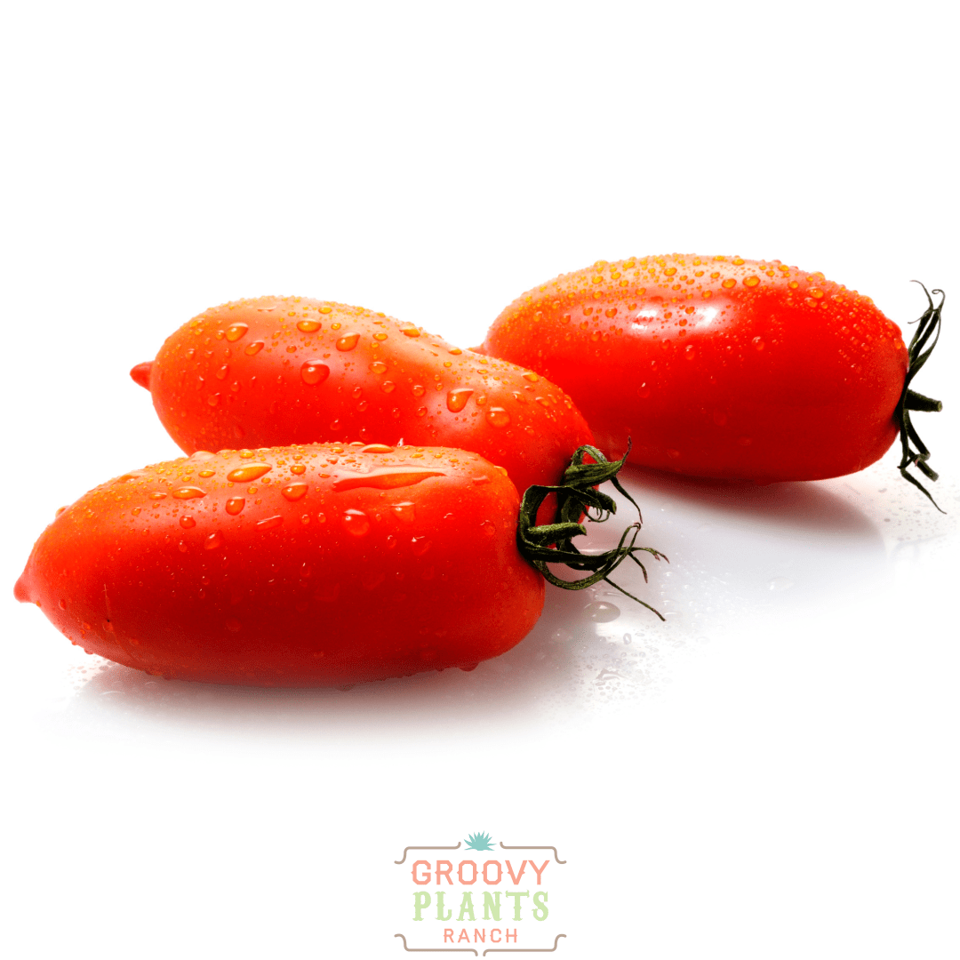 Roma Tomato 'San Marzano' ~ Trio of 3 Hefty Plants for Preorder