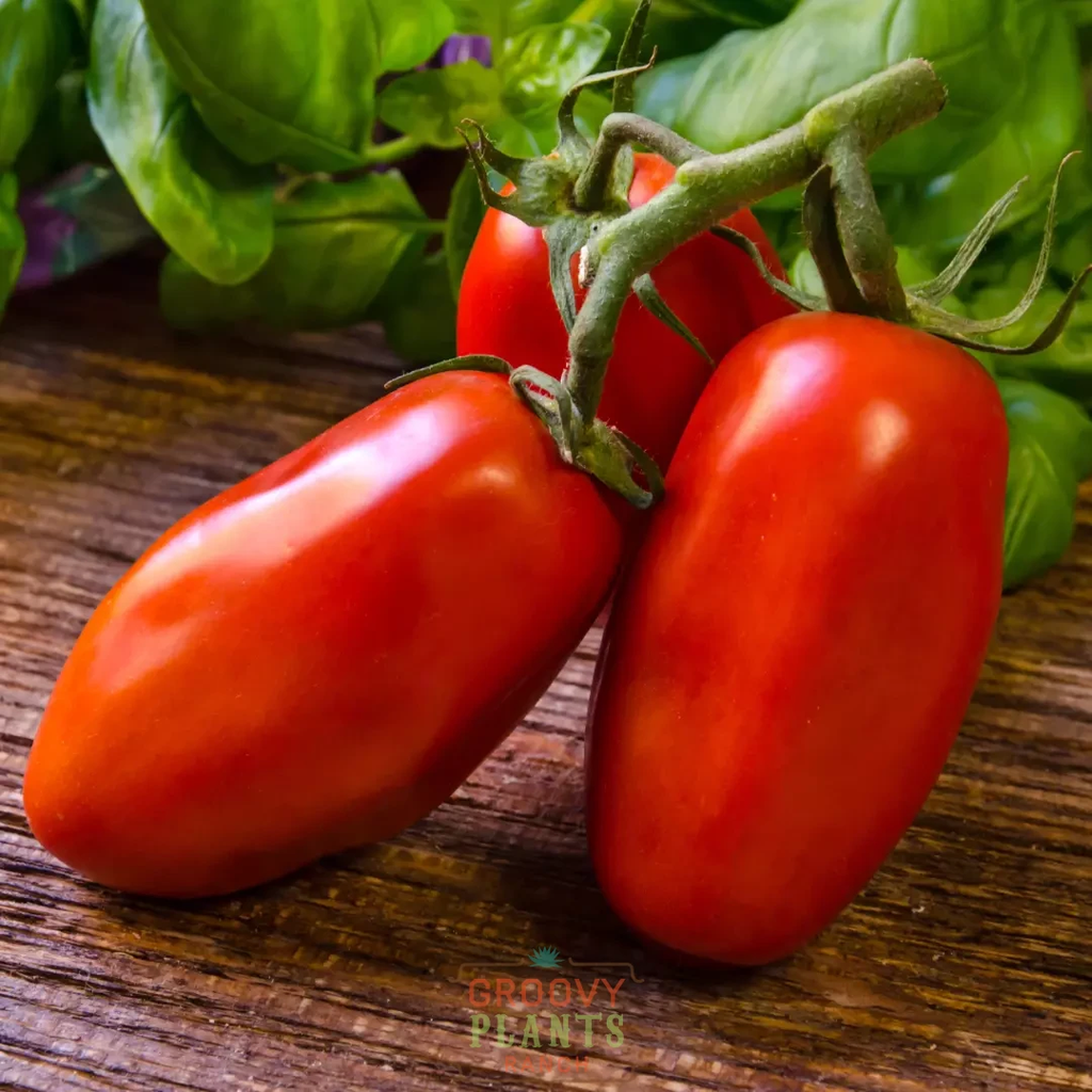 Roma Tomato 'San Marzano' ~ Trio of 3 Hefty Plants for Preorder
