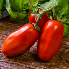 Roma Tomato 'San Marzano' ~ Trio of 3 Hefty Plants for Preorder