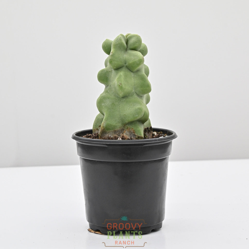 Totem Pole Cactus | Pachycereus schottii f. monstrosus