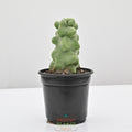 Totem Pole Cactus | Pachycereus schottii f. monstrosus