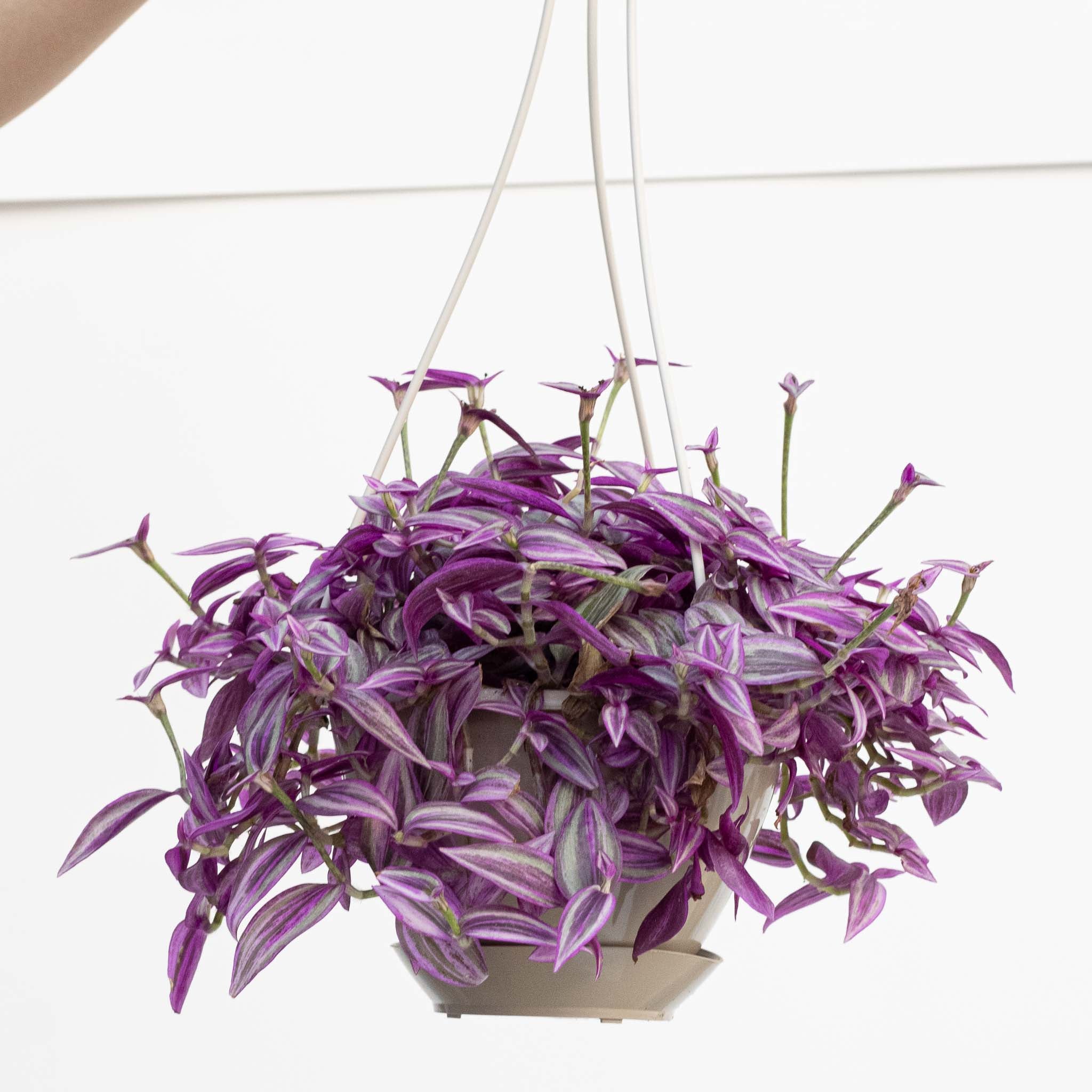 Tradescantia zebrina 'Pink Paradise' | Wandering Dude – The Groovy