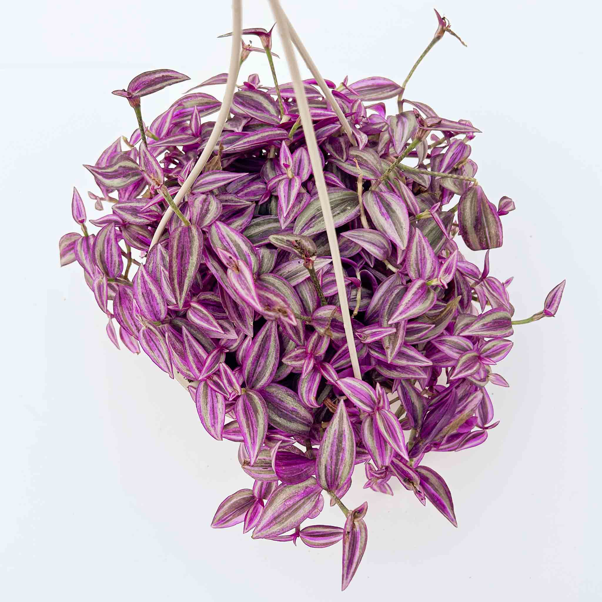 ジャンピンポピラ&東京フレンドパークⅡ Tradescantia zebrina 'Pink Paradise' | Wandering Dude – The Groovy