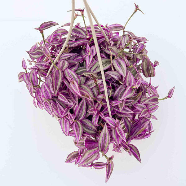 TradescantiaPinkparadise1_gran